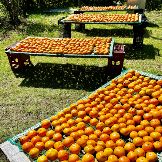 酵素酢 柿の神髄　携帯用ボトル