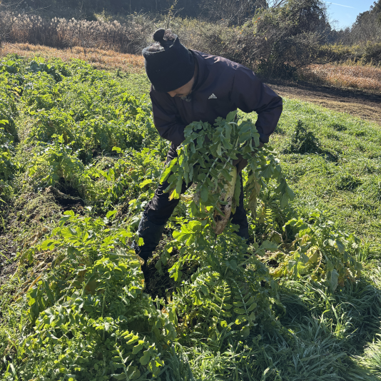 切干大根の柿酢漬